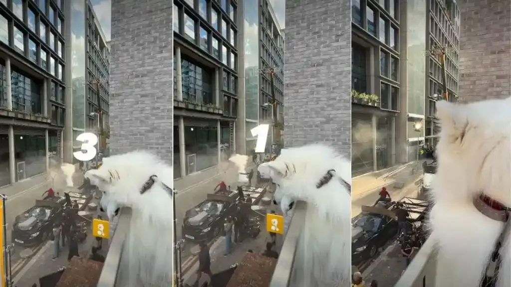 Dog Steals the Show on Marvel Movie Set