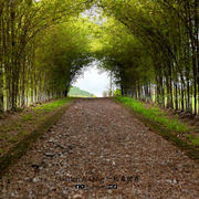 Bamboo Walk4