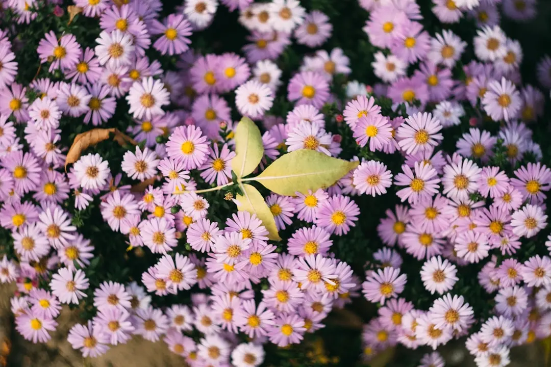 Cumpărătorii descoperă florile veșnice ale hârtiei la vânzător