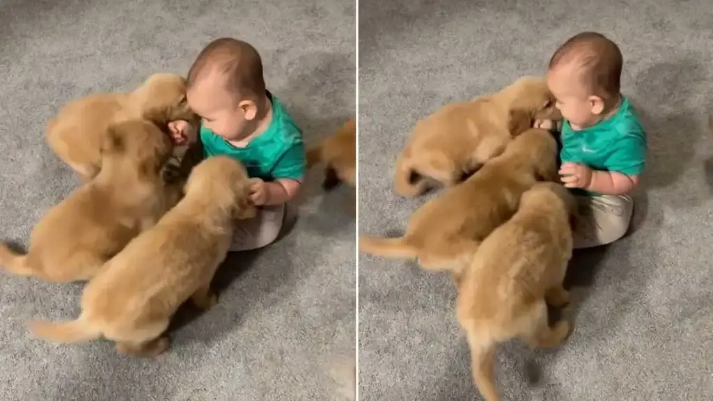 Toddler Becomes Unlikely Leader of Adorable Puppy Pack