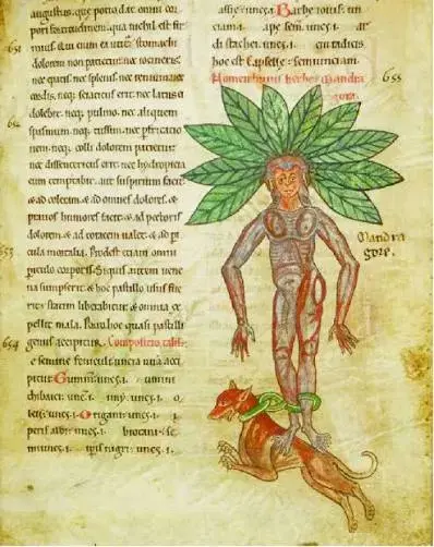https://i.ibb.co/Y7tTm631/images-17.webp
