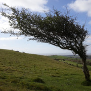 148a-Hawthorn