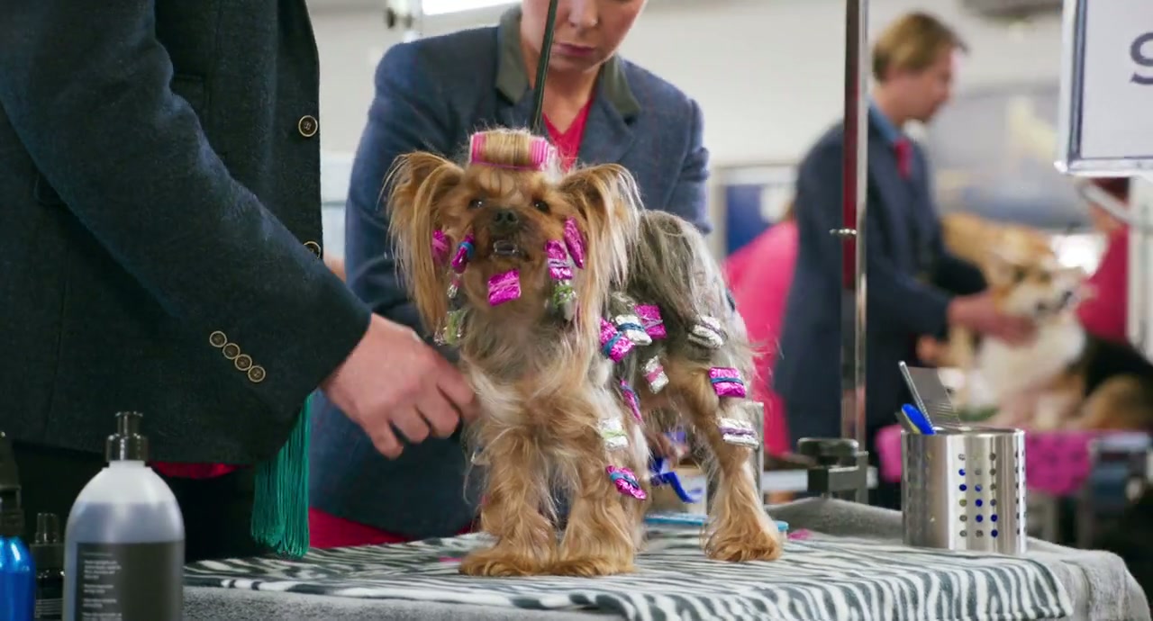 Show Dogs Screenshot