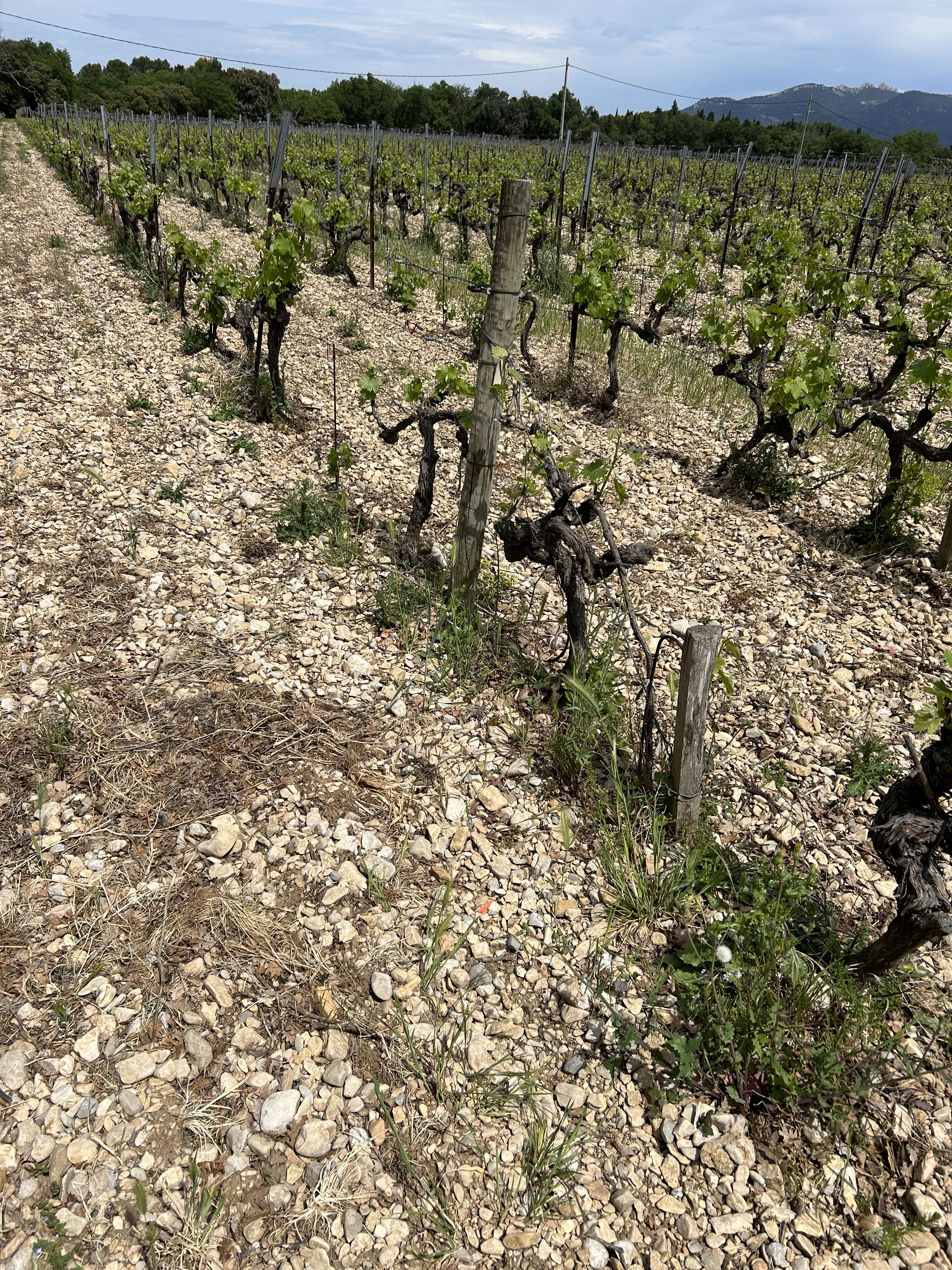 Domaine Montirius