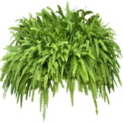 alpha-fern