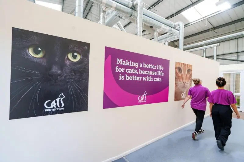 A Century of Compassion for Cats
