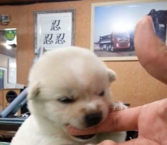 A photo of an angry puppy biting someone's finger