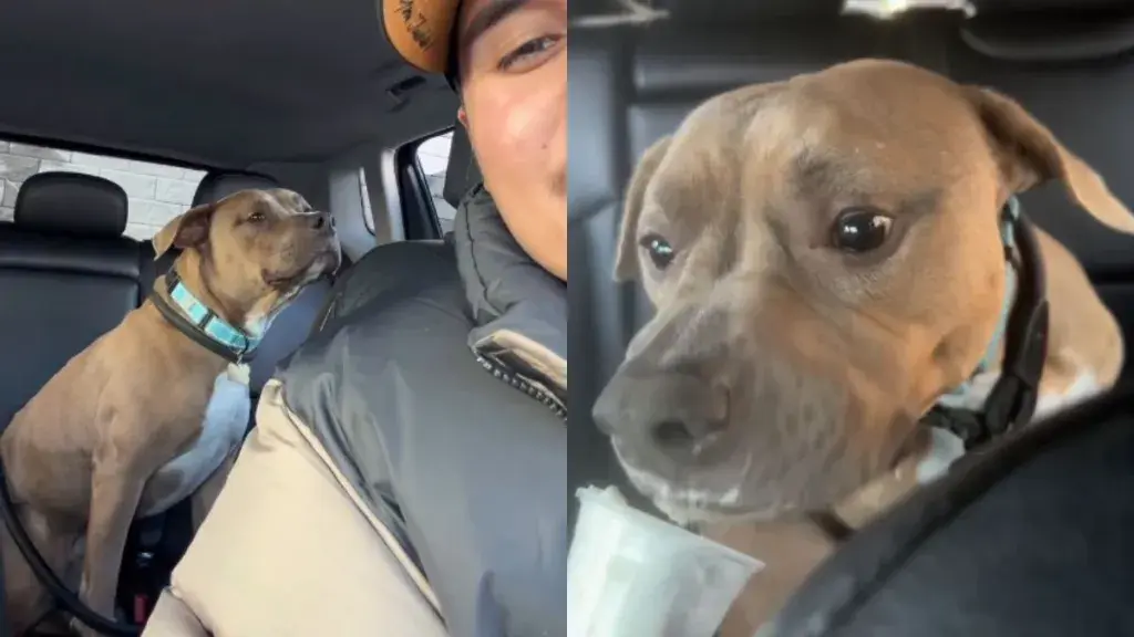 Rescue Dog's Life Transformed After Adoption