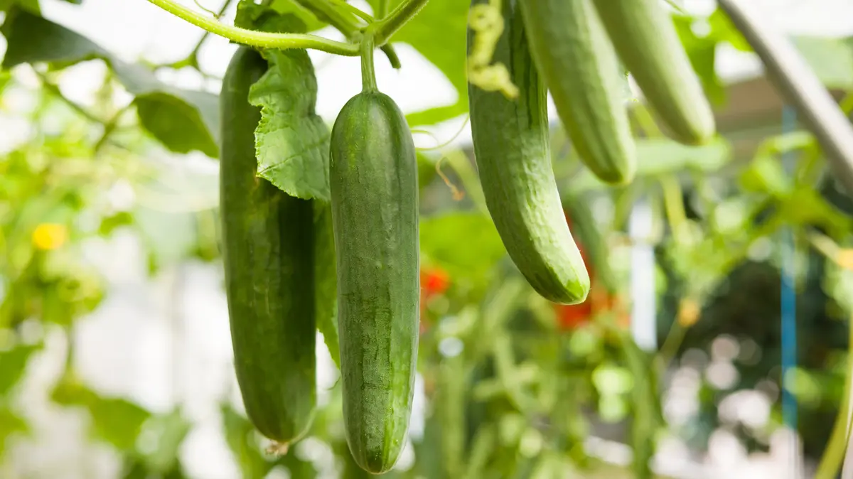 Metode eficiente de plantare pentru o recoltă plină de concombre în această vară