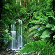 wp4572002-amazon-forest-wallpapers