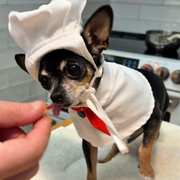 chef maya