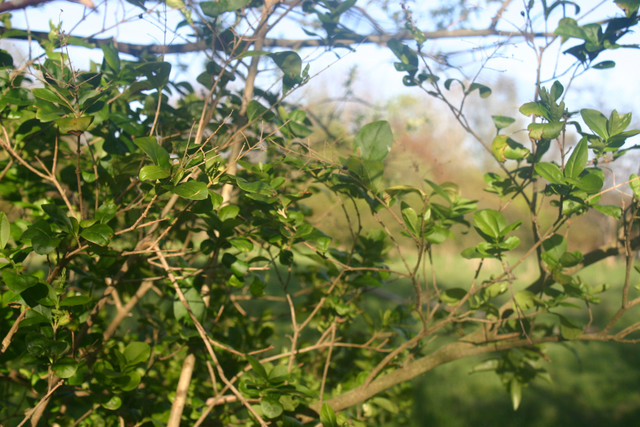 IMG-0342