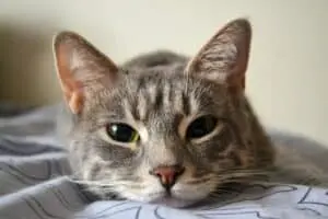 Cat Nose Care: Top Balm Choices