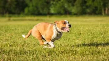 Top Seven Activity Trackers for Staffordshire Bull Terriers in 2026