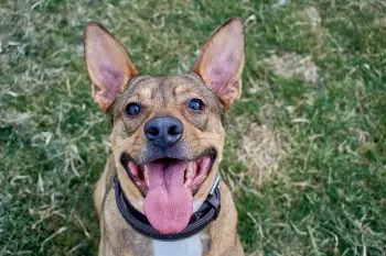 Constant Ear Infections in Dogs? One Nutrient Can Help