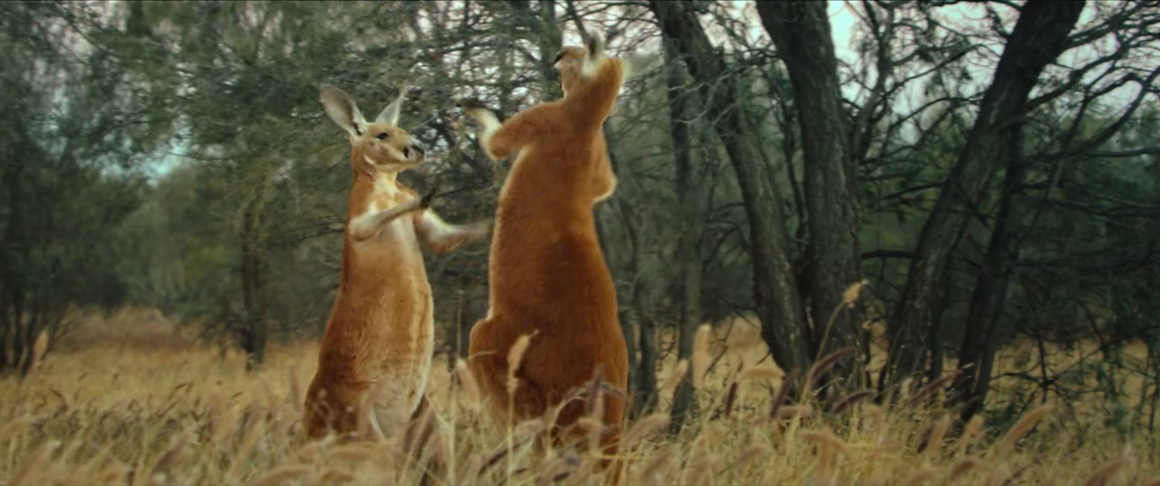 Kangaroo Screenshot