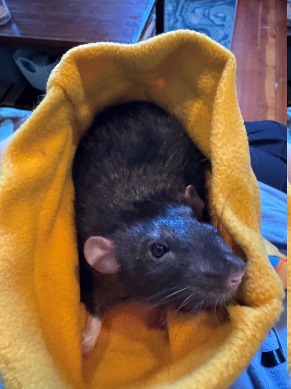 remy2