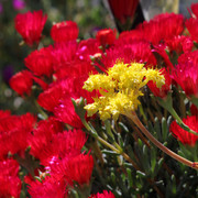 IMG-7702