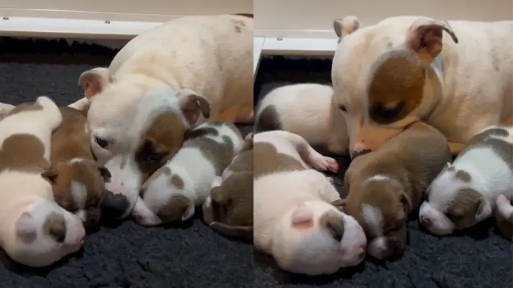Puppy Finds Safest Spot Right Next to Mom's Face