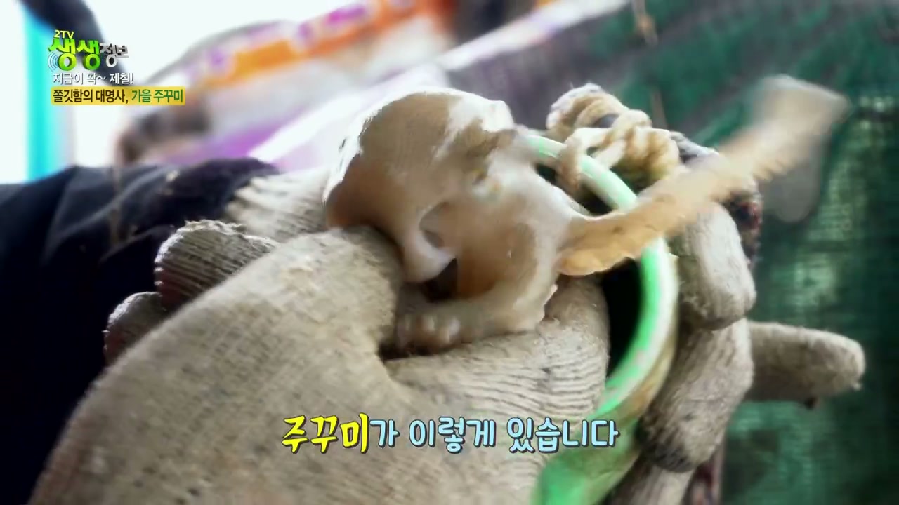 생생정보 장흥 가을 주꾸미 추가 캡처 1
