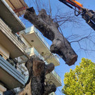Δεντρο πλατεια Λαου001