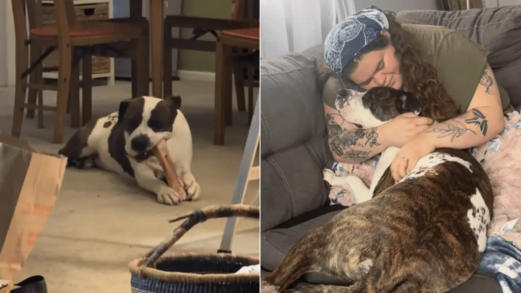 Rescue Dog's Life Transformed by Second Chance