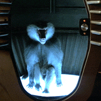 the-Fly-Telepod-1.gif