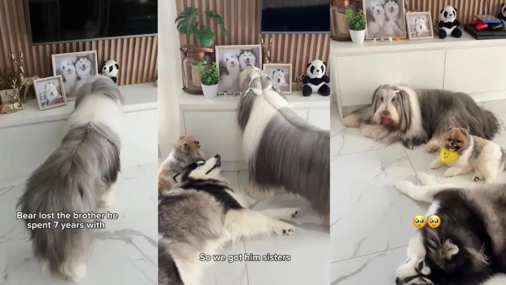 Dog Finds Comfort in New Furry Sisters After Brother's Loss