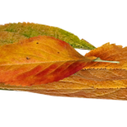 Leaves-Acorns2