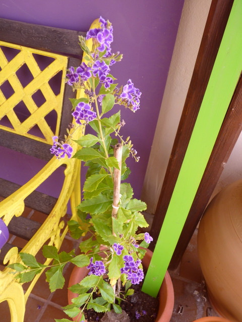 Purple Flower2