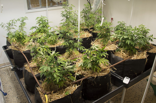 2 13 FLOWERING STARTS