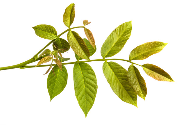 shutterstock 1780387694.jpg
