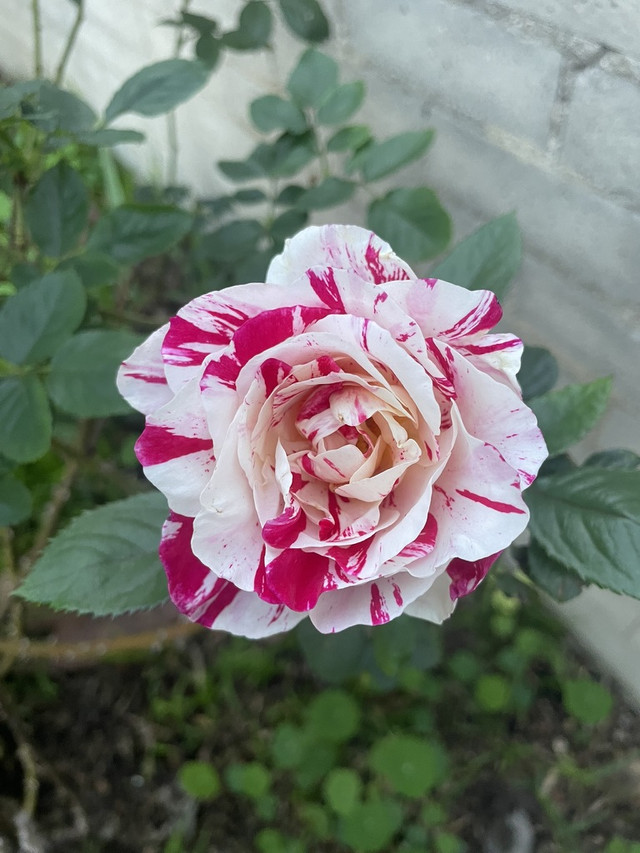 53-CECCA6-B6-CB-4-CFD-9427-056-A17-CE8-B3-E-1-105-c