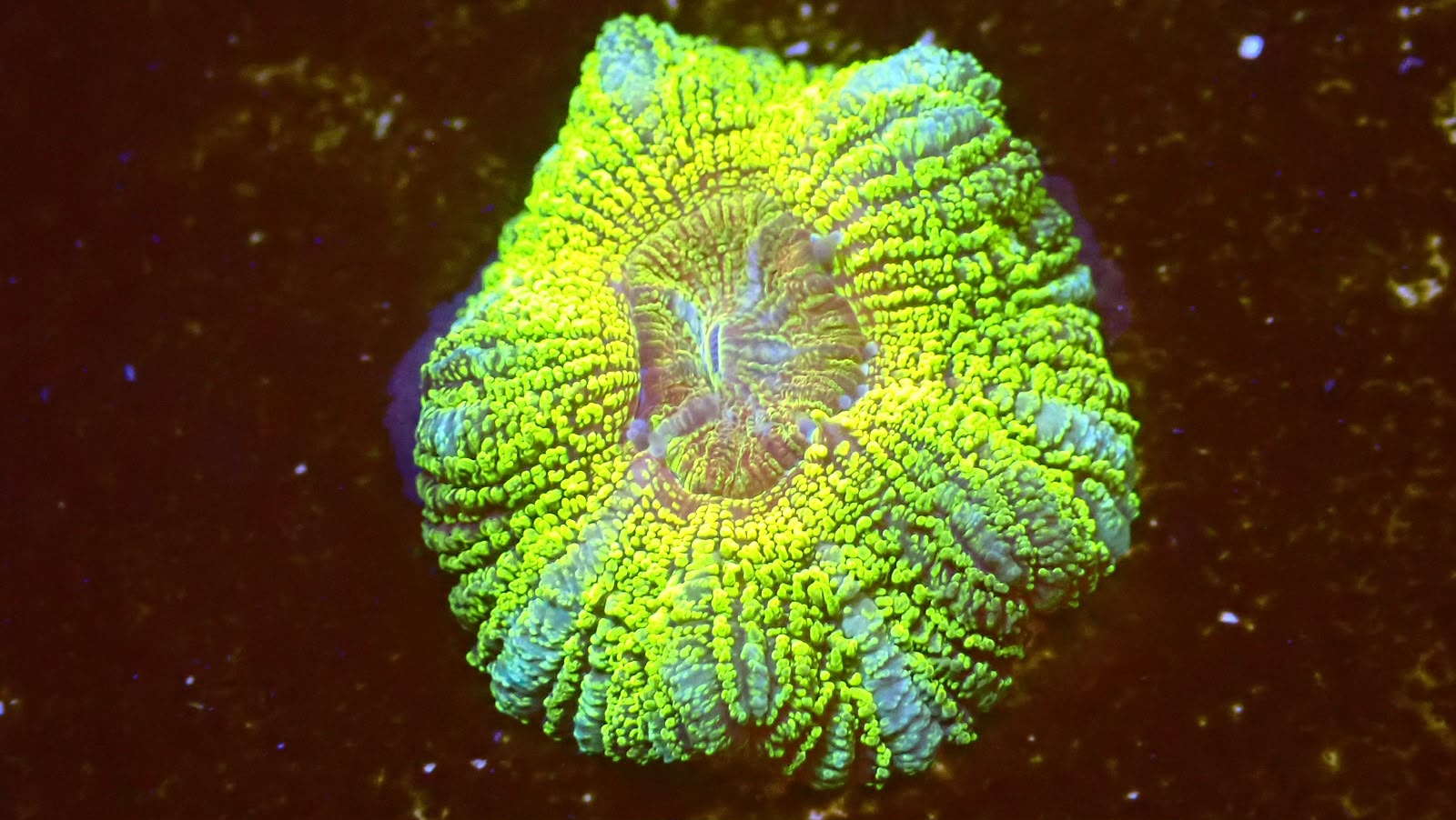 Pot Of Gold Acan