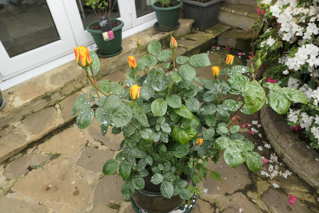 P1040585
