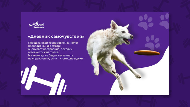 Тренировки для собак ЭкоКлуб