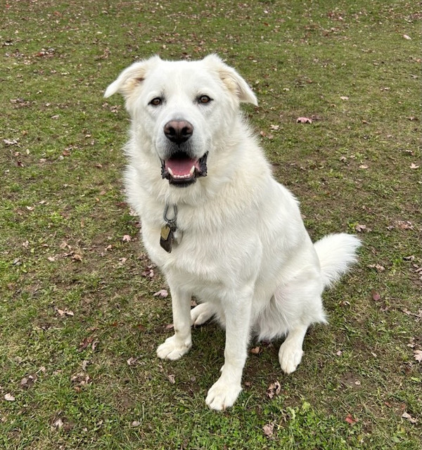 WhiteDog