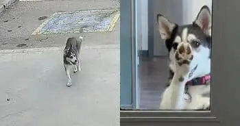 The Great Escape: A Husky's Quest for Love