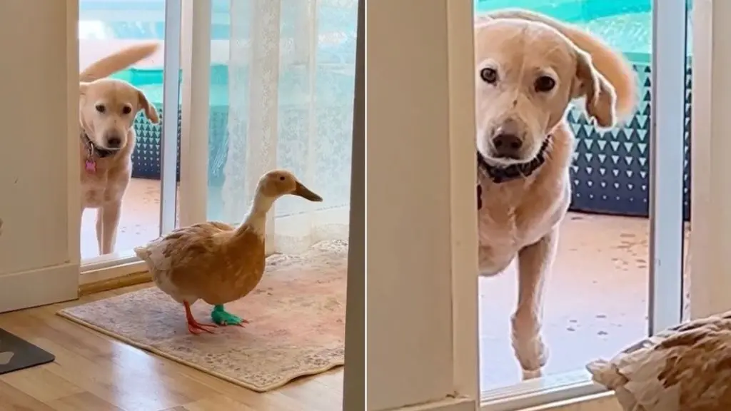 Gentle Rescue Dog Shows Surprising Respect for Stubborn Duck