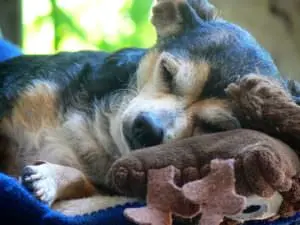 Canine Cancer: A Growing Concern for Dog Owners