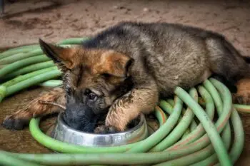Bringing Home a German Shepherd Puppy? Here's What You Need