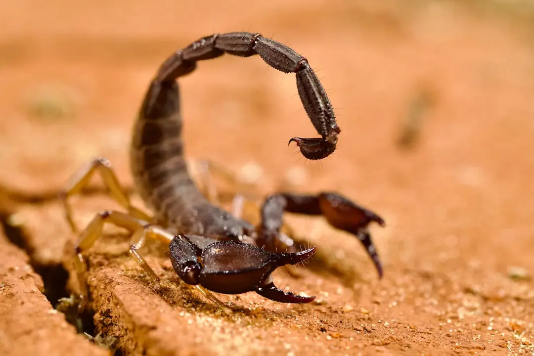 Focul de lucru al Scorpionului se intensifică pe măsură ce eclipsa Lunii Nou a lovit cariera