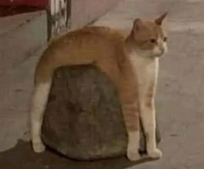 rockcat