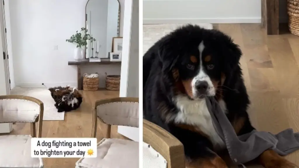Canine Conquers Towel in Furry Fray