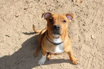 New Staffordshire Bull Terrier? Here's What You Need