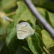DSC 0208