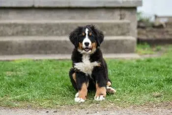 Essential Nutritional Support for Growing Bernese Mountain Dog Puppies