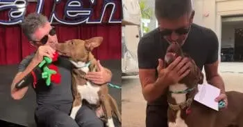 Simon Cowell Helps Rescue Dog Shine on AGT Set