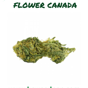 Main-Order-Weed-Canada-BCWEEDPEN-17