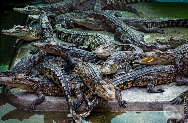 krokodile-liegen.jpg